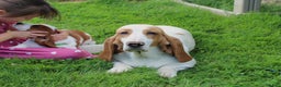 Basset Hound dogs for sale: Sophie - Ad 4