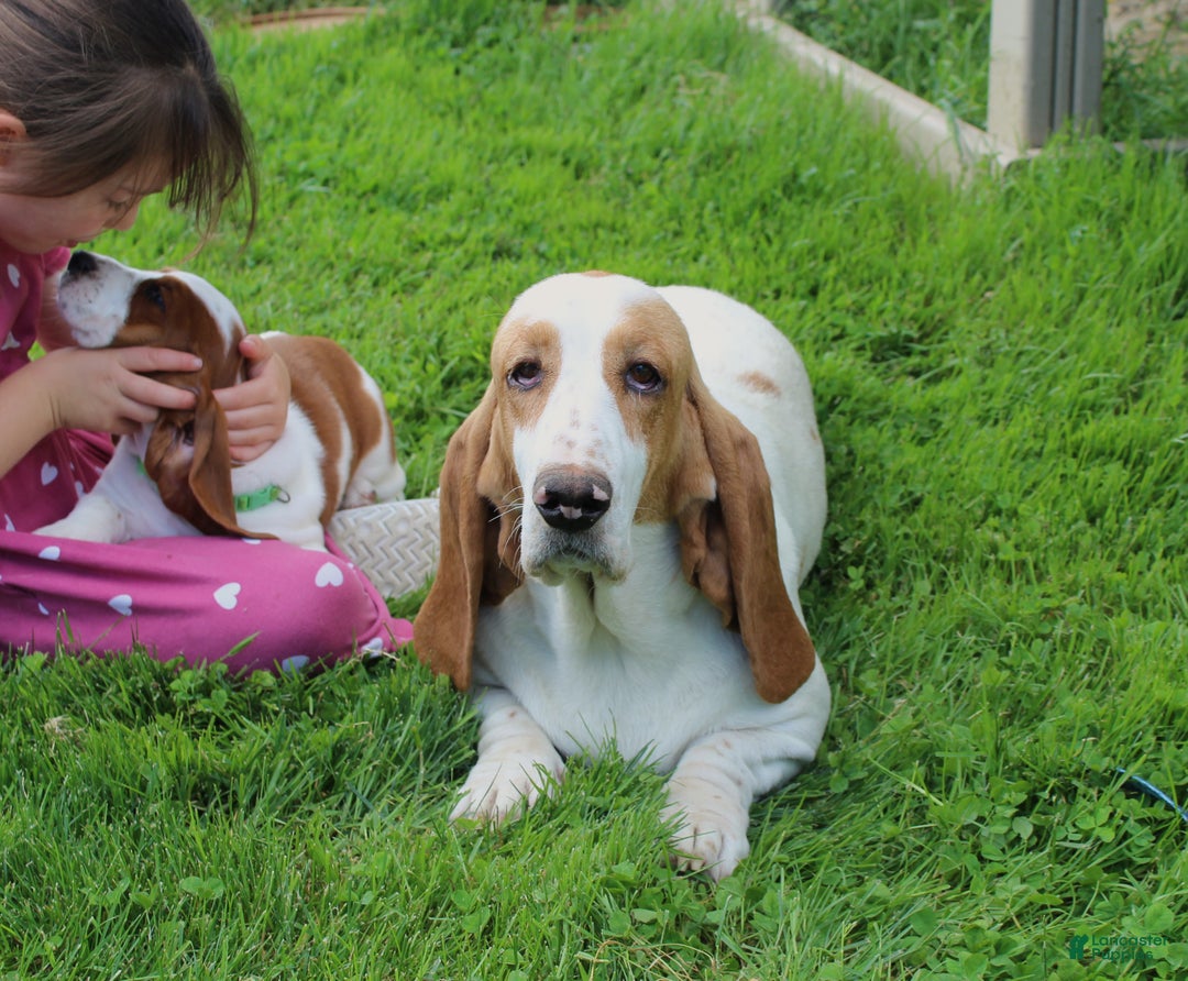 Basset Hound dogs for sale: Sophie - Ad 4