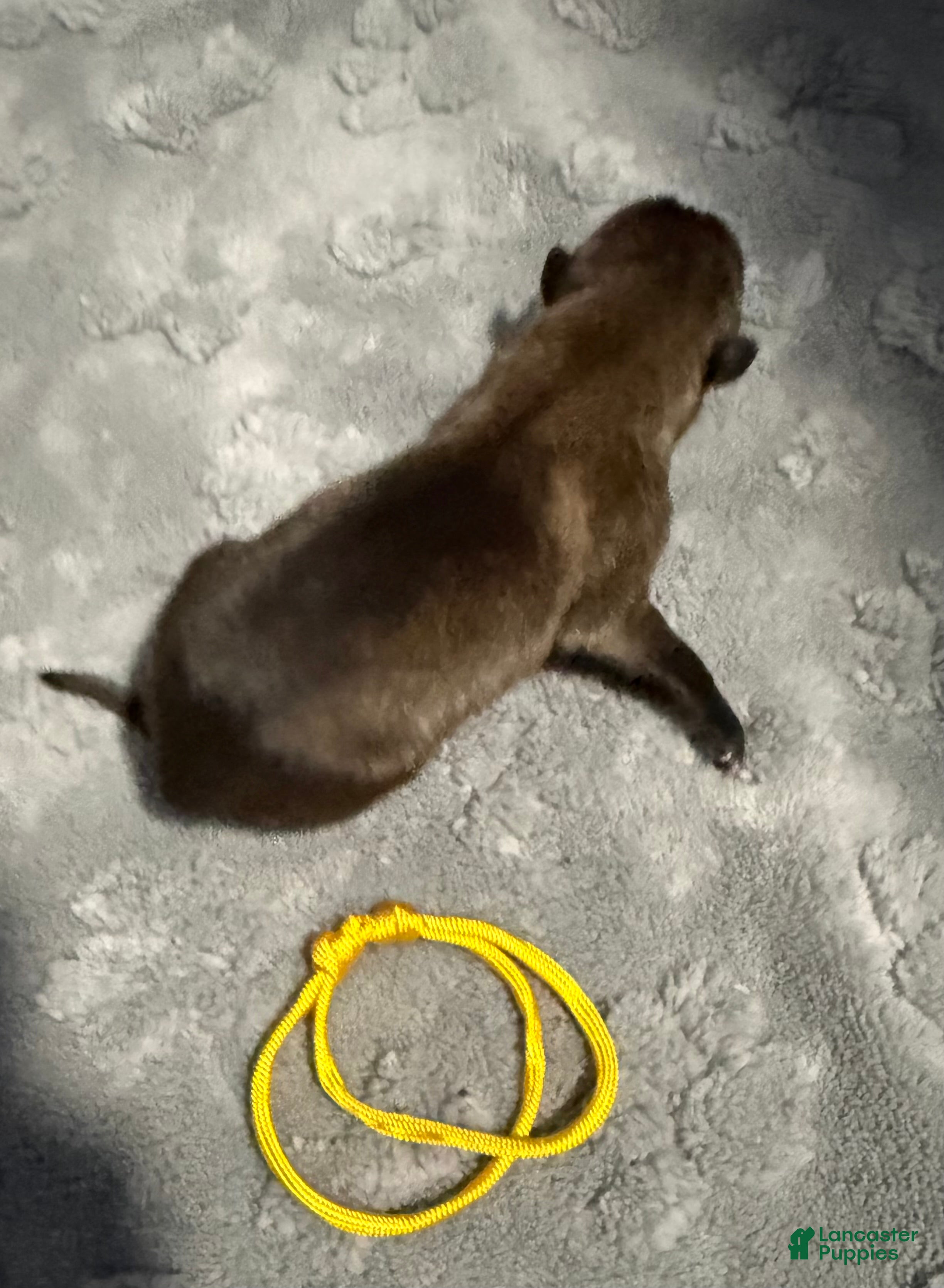 Belgian Malinois dogs for sale: Yellow Collar - Ad 1