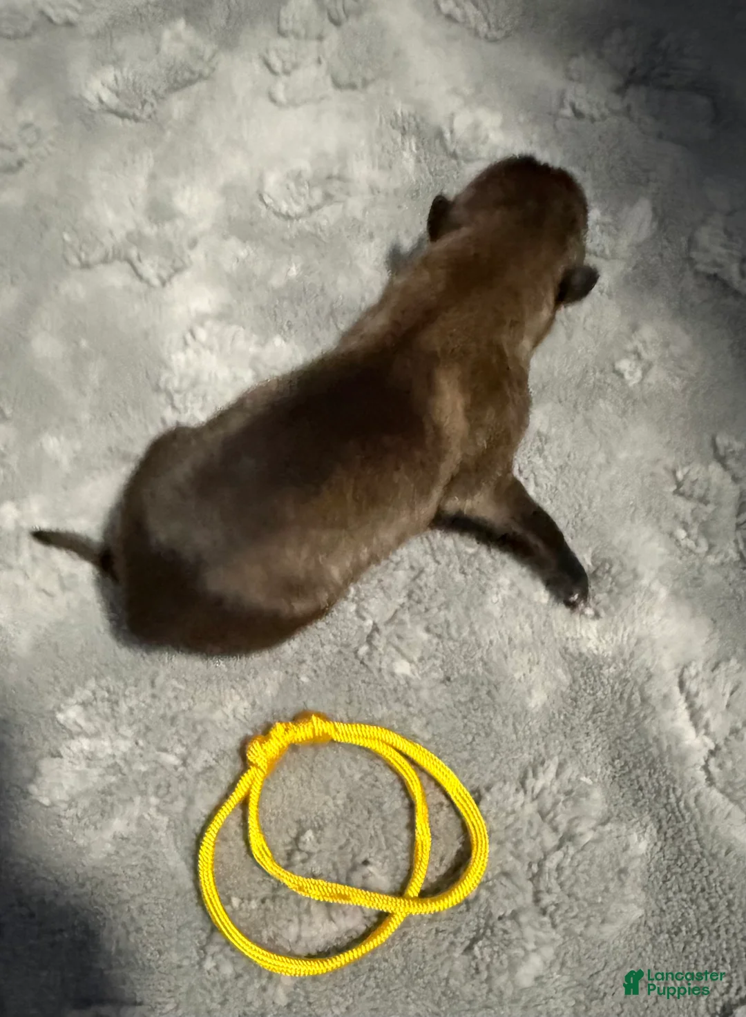Belgian Malinois dogs for sale: Yellow Collar - Ad 1