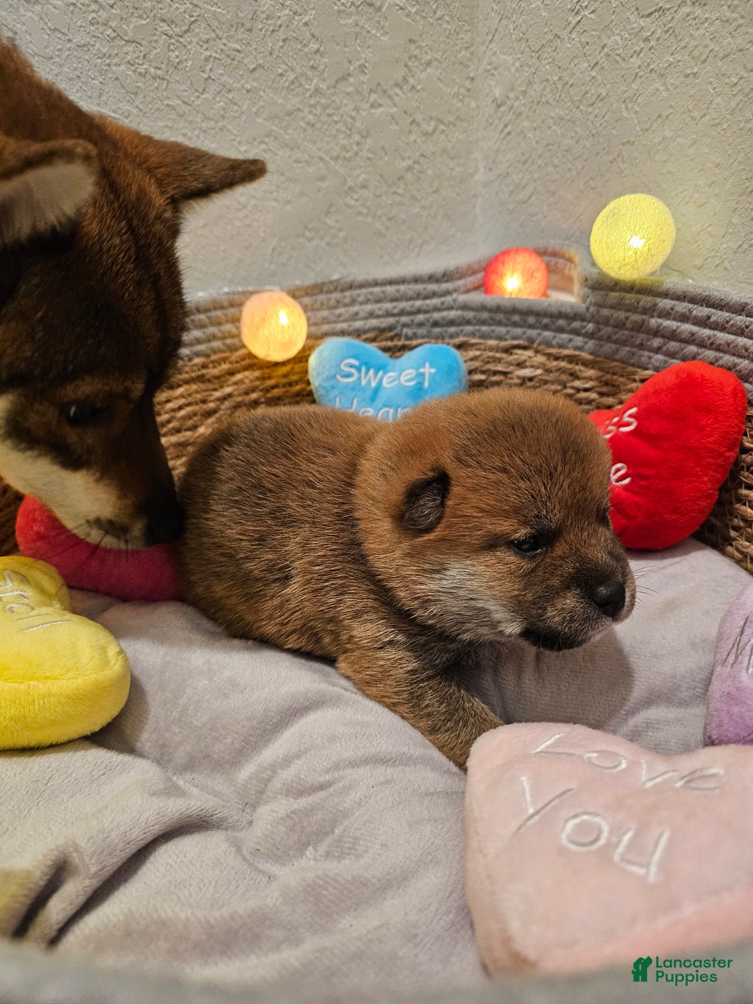 Shiba Inu dogs for sale: Kaito - Ad 2