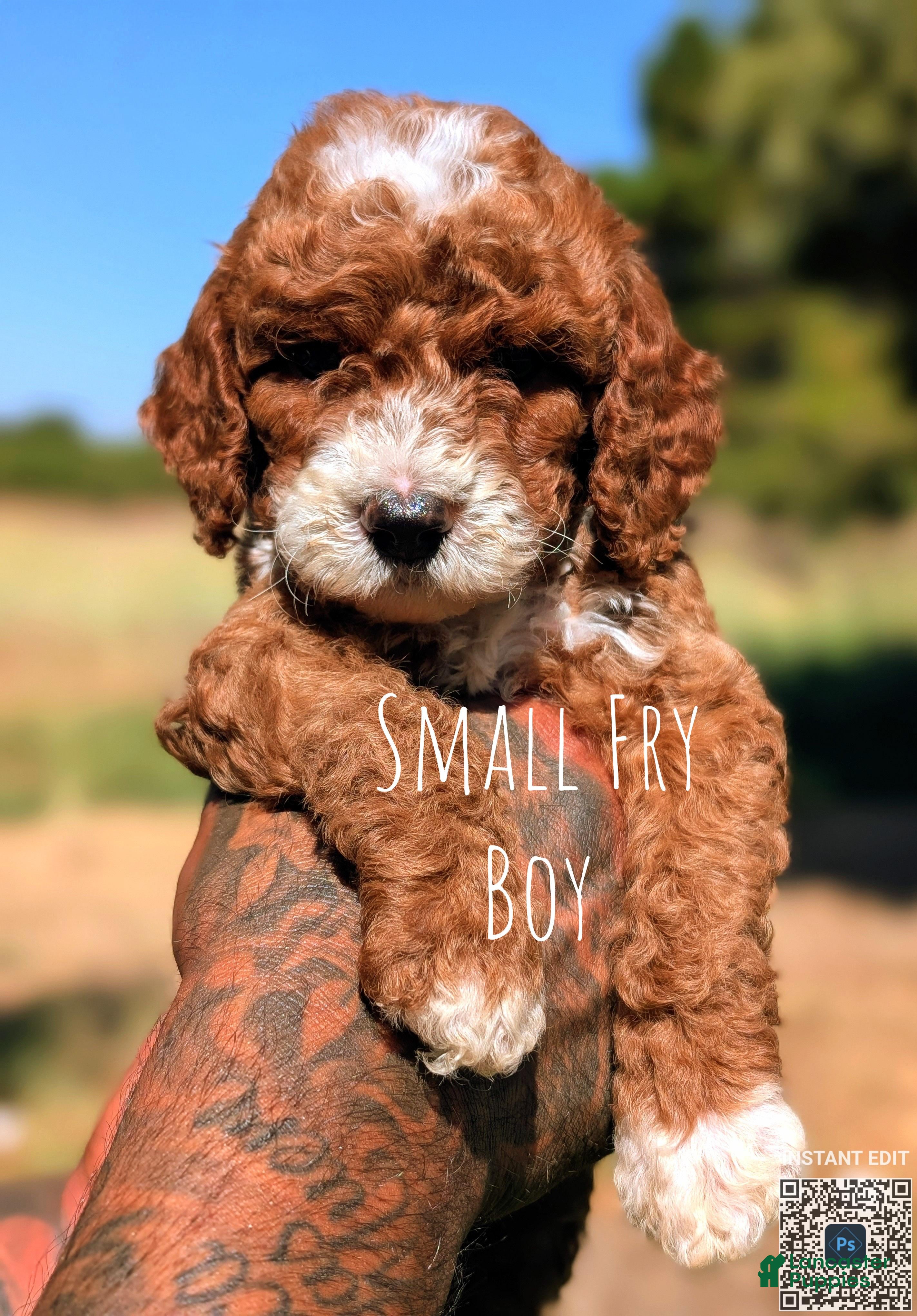 Cavapoo dogs SMALL FRY - Ad 1