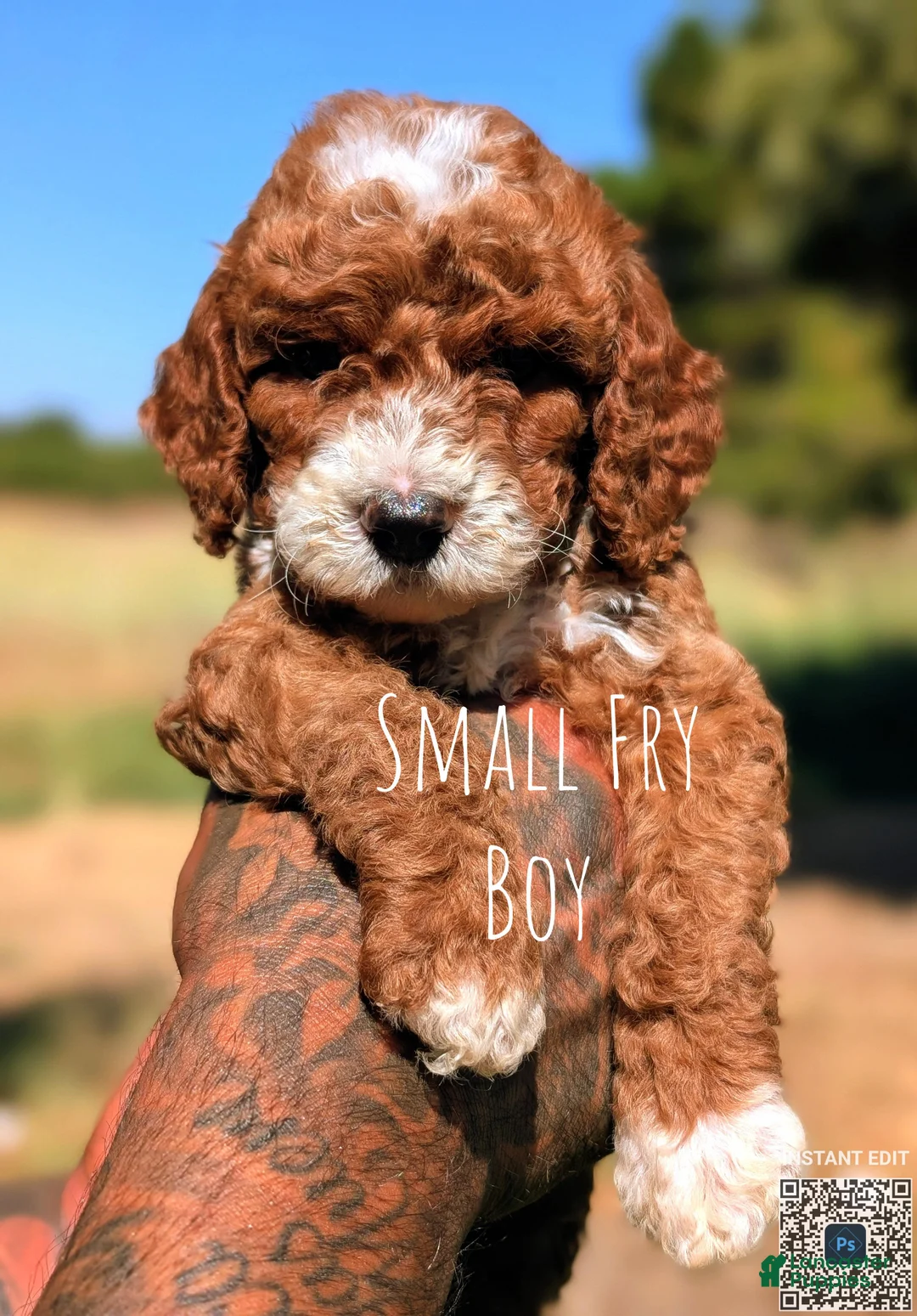 Cavapoo dogs for sale: SMALL FRY - Ad 1