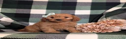 Cavapoo dogs for sale: Clara - Ad 3