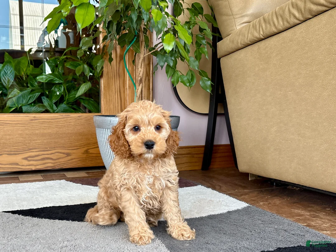 Mixed Breed dogs for sale: Cockapoo/Cavapoo male 2 - Ad 1