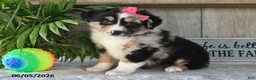 Australian Shepherd dogs for sale: Carly - Ad 1
