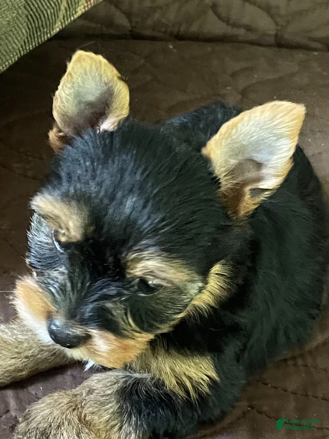 Yorkshire Terrier dogs for sale: Barry - Ad 3
