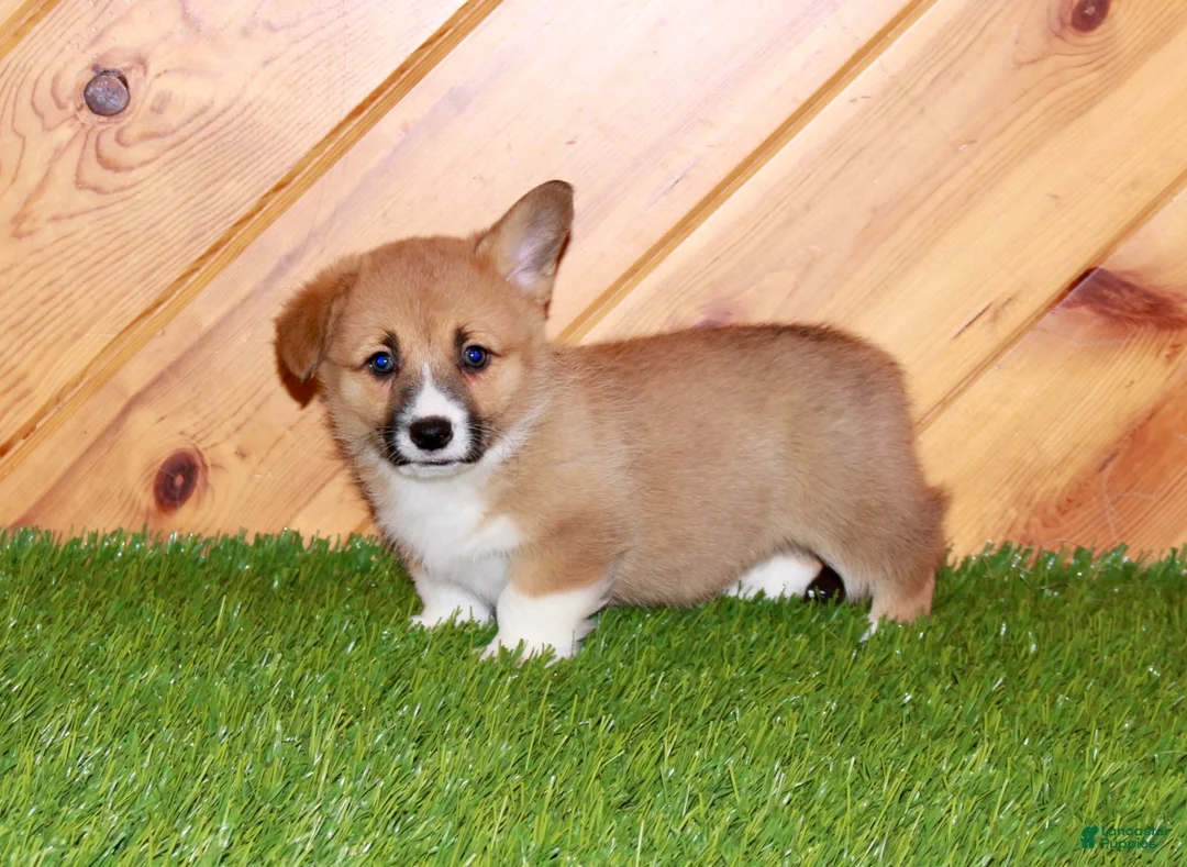 Welsh Corgi Pembroke dogs for sale: Welsh Corgi Pembroke (Chloe)8374 - Ad 2