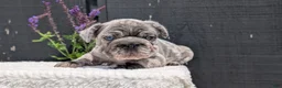 French Bulldog dogs for sale: Ziggy - Ad 8