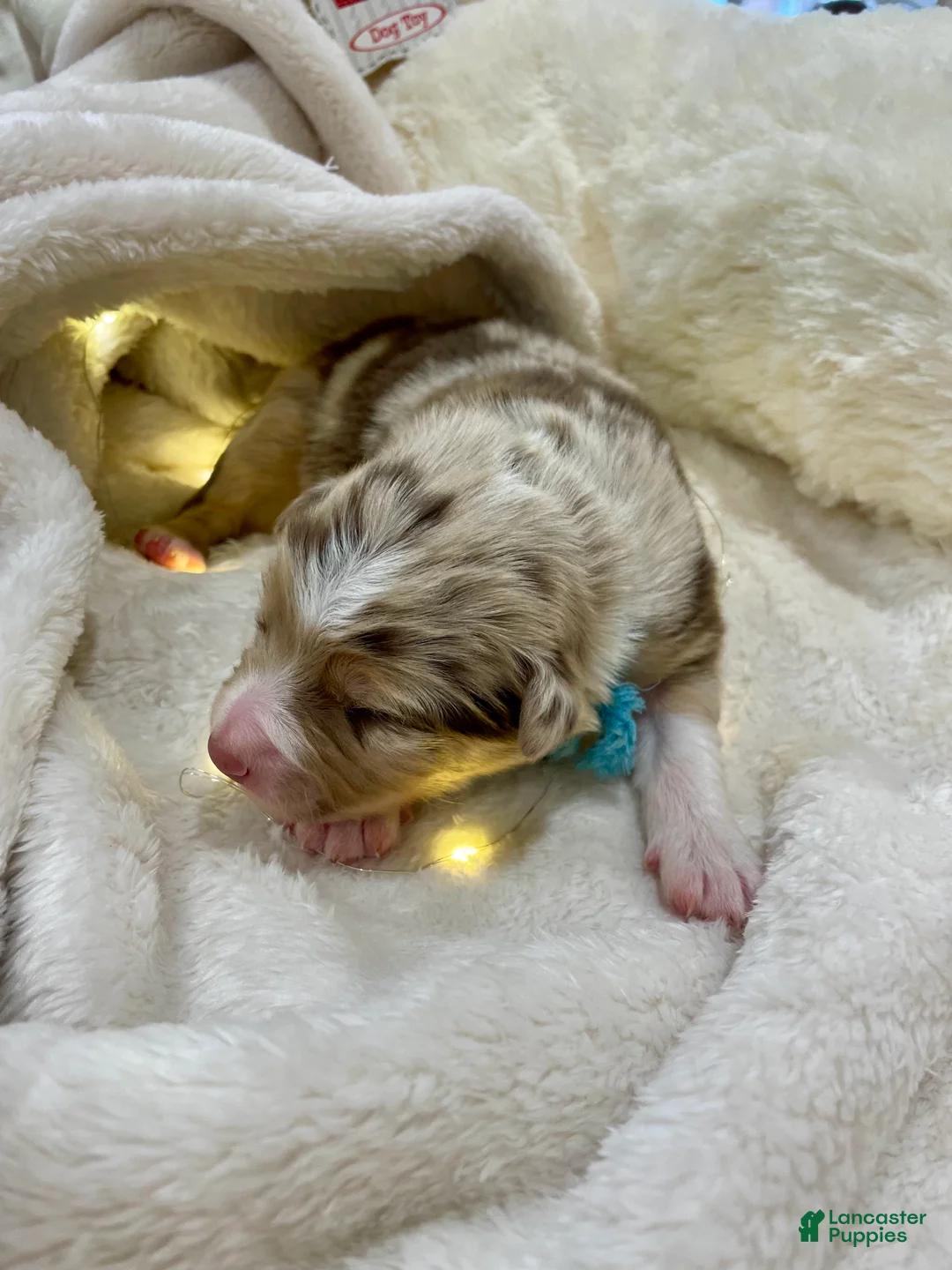 Australian Shepherd dogs for sale: Precious  - Ad 1