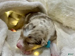 Australian Shepherd dogs Precious - Ad 7