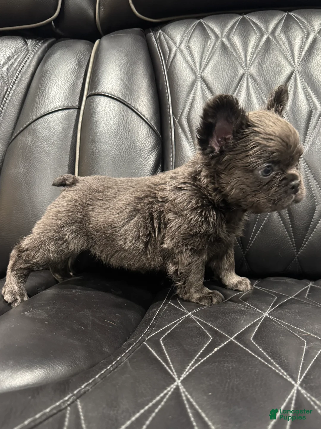 French Bulldog dogs for sale: FLUFFY MAHOMES - Ad 5