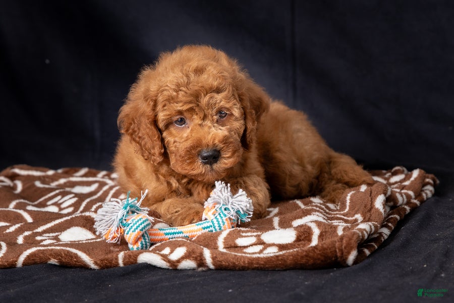 Mini Goldendoodle dogs Lucas - Ad 2