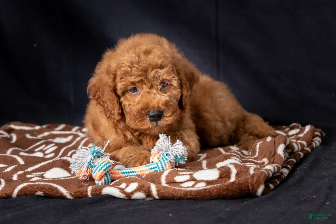 Mini Goldendoodle dogs for sale: Lucas - Ad 2