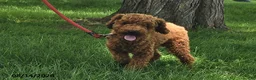Shihpoo dogs for sale: Maisie - Ad 6