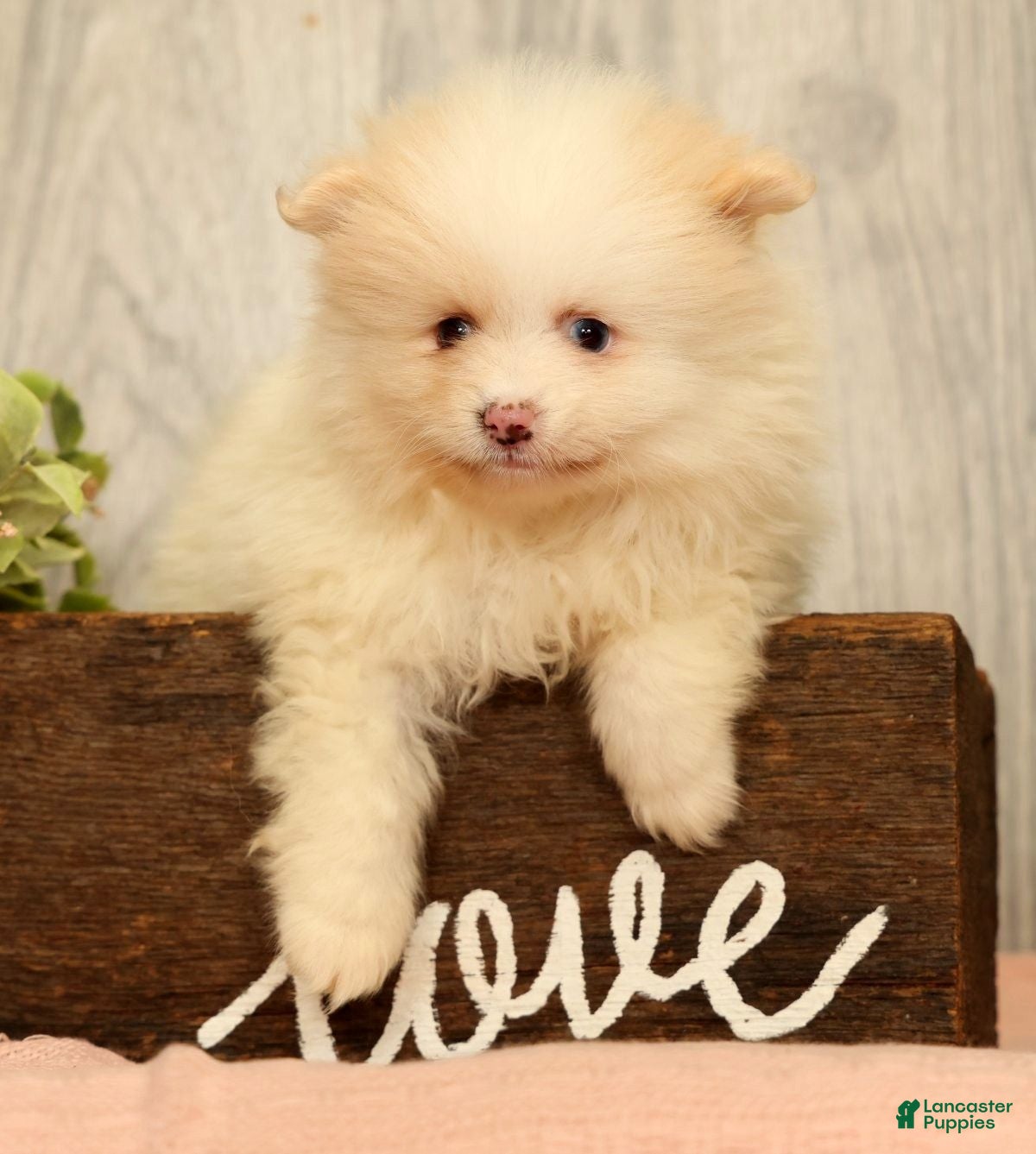 Pomeranian dogs Petunia - Ad 1