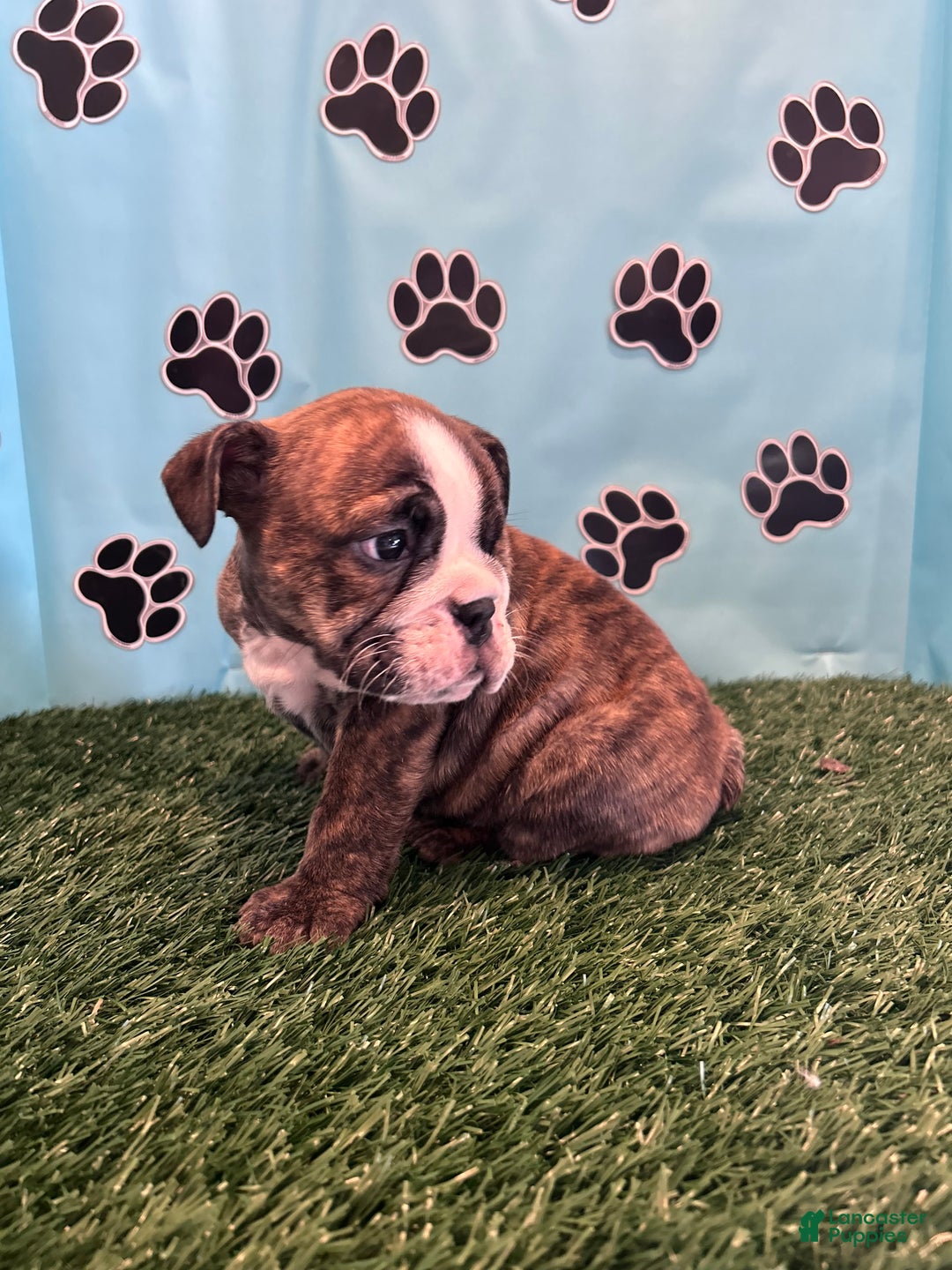 English Bulldog dogs for sale: SAWYER - Ad 6