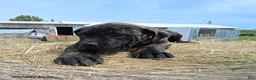 English Mastiff dogs for sale: Lisa - Ad 1