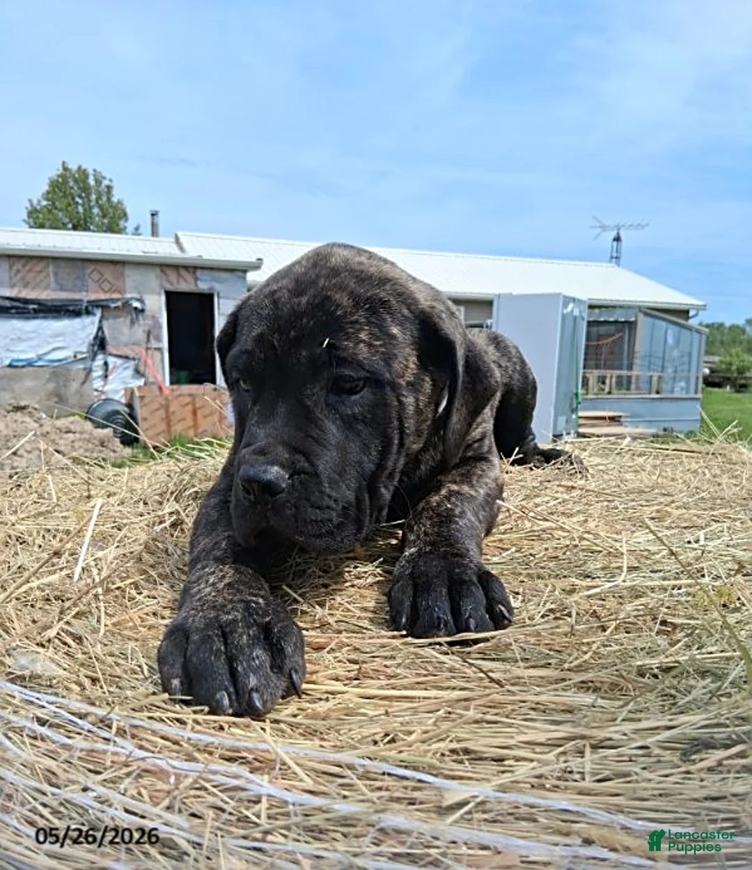 English Mastiff dogs for sale: Lisa - Ad 1