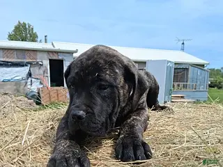 English Mastiff dogs for sale: Lisa - Ad 1