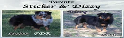 Miniature Australian Shepherd dogs for sale: Ruth - Ad 5