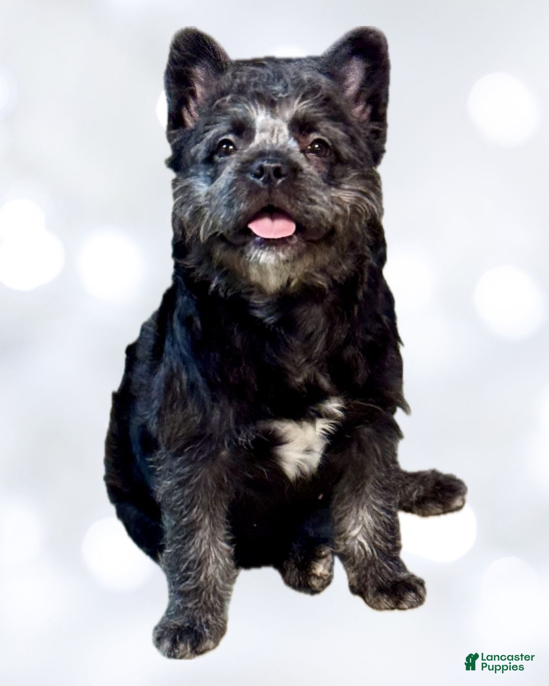 French Bulldog dogs Black Teddy Bear - FEMALE - Ad 15