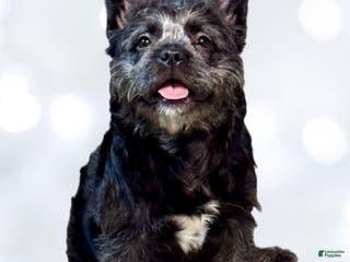 French Bulldog dogs Black Teddy Bear - FEMALE - Ad 15