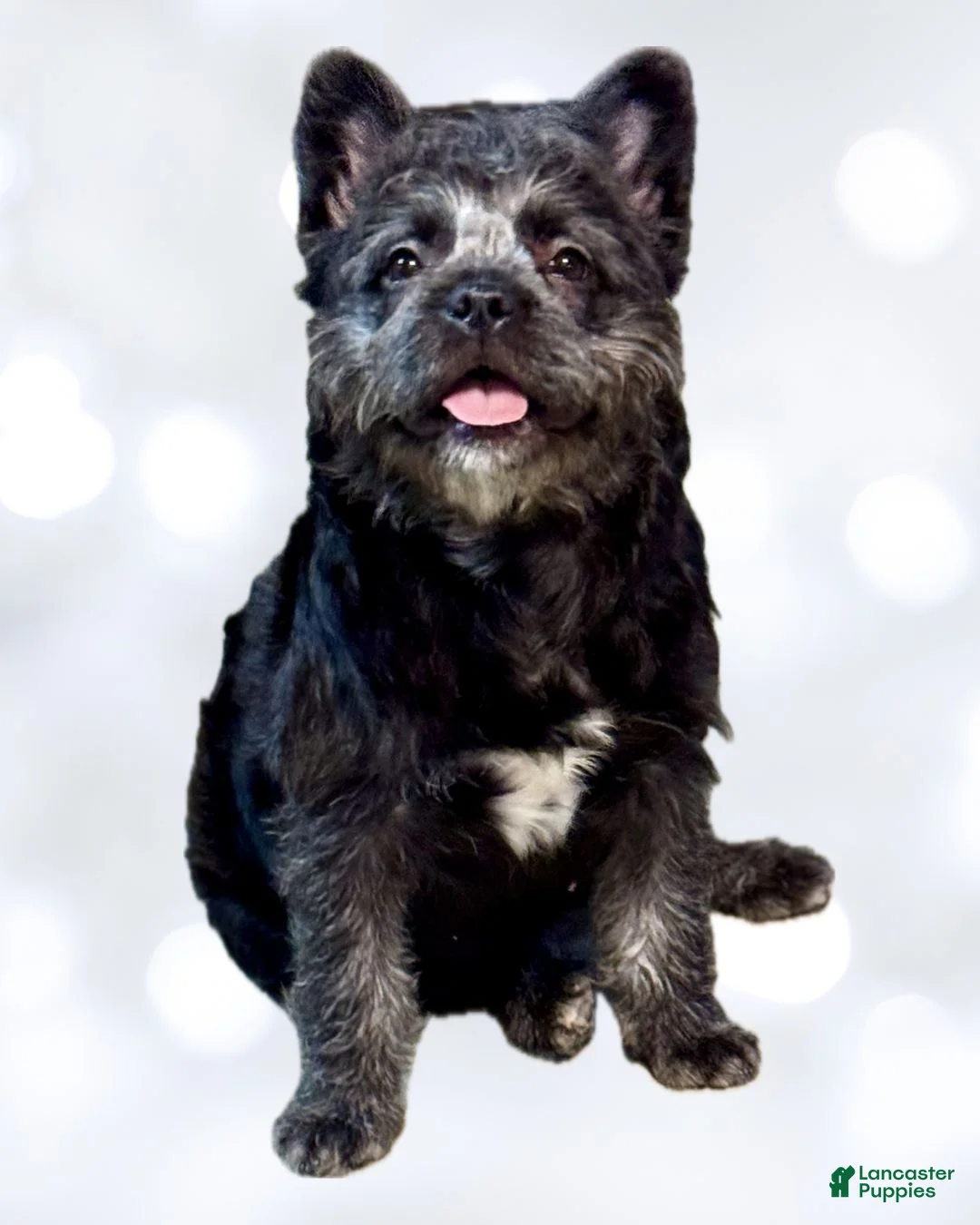 French Bulldog dogs for sale: Black Teddy Bear - FEMALE - Ad 2