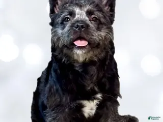 French Bulldog dogs Black Teddy Bear - FEMALE - Ad 37