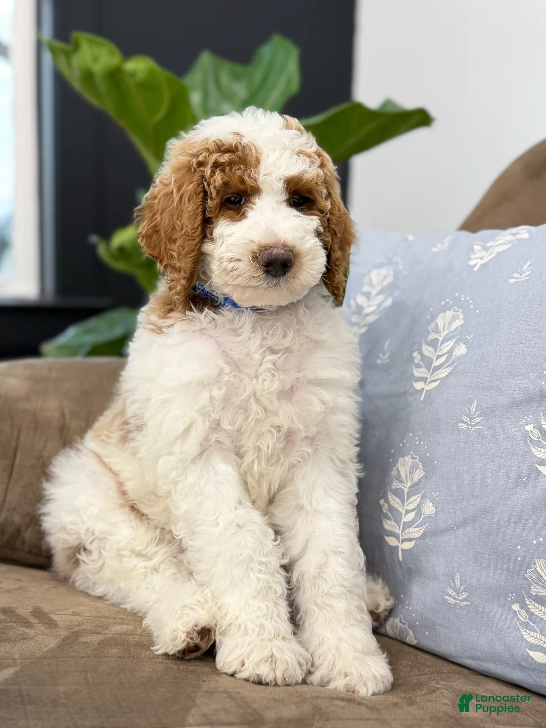 Goldendoodle dogs for sale: Nash - Ad 1