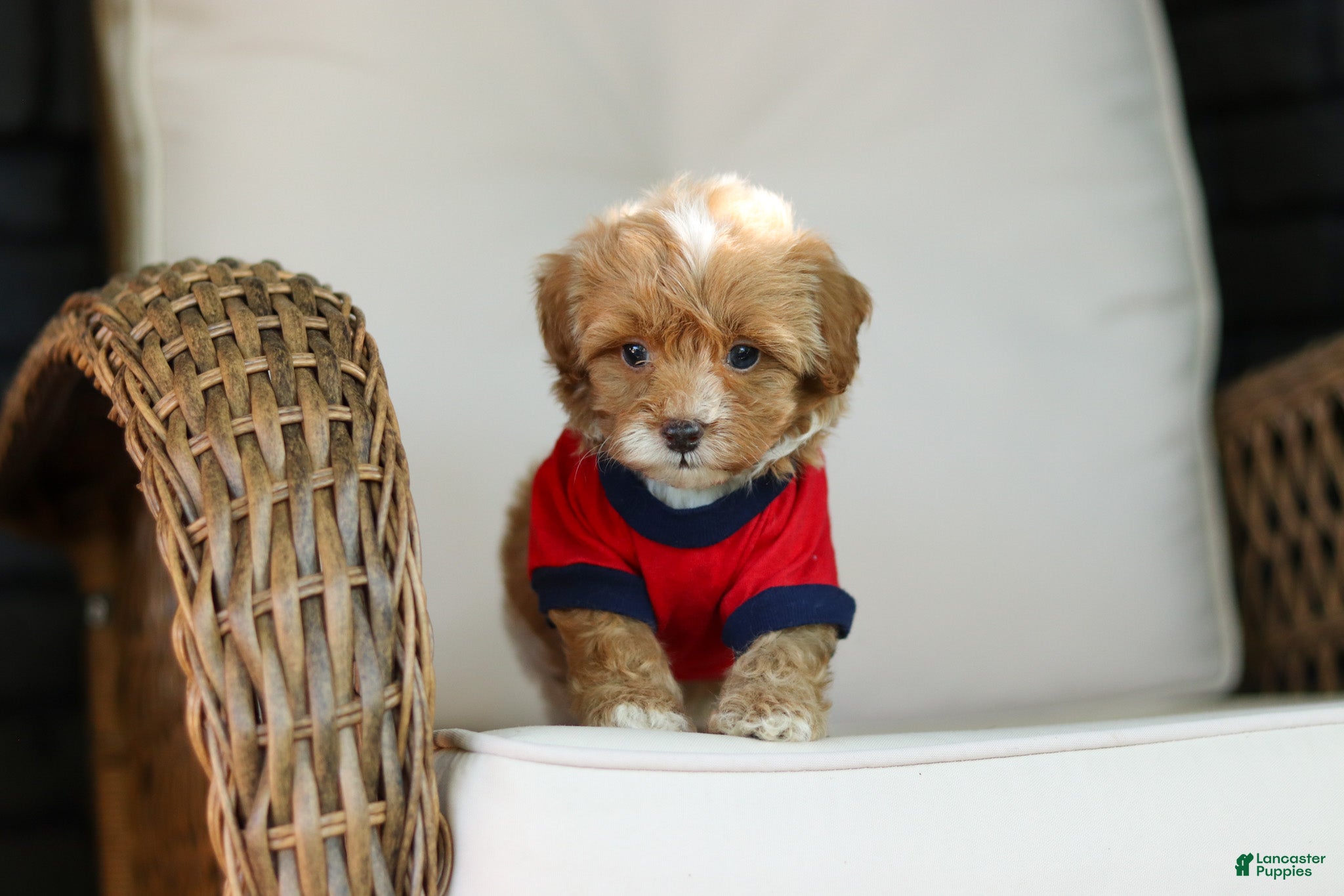 Cavapoo dogs for sale: Brady - Ad 12