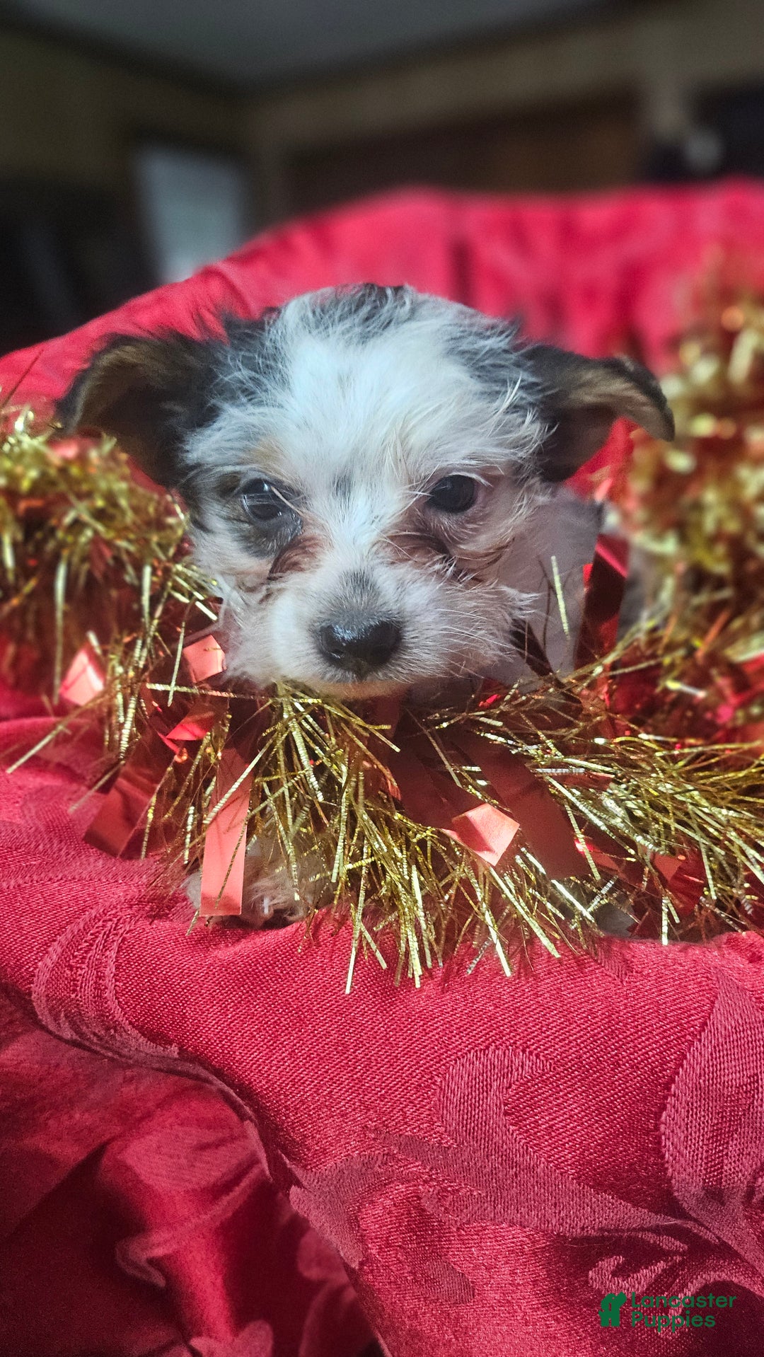 Yorkshire Terrier dogs for sale: Charley  - Ad 6