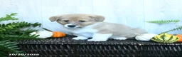 Welsh Corgi Pembroke dogs for sale: Kevin - Ad 4