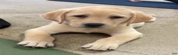 Labrador Retriever dogs for sale: Labrador Retriever 2 - Ad 3