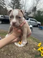 American Bully Puppy 2