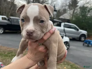 American Bully dogs American Bully Puppy 2 - Ad 15