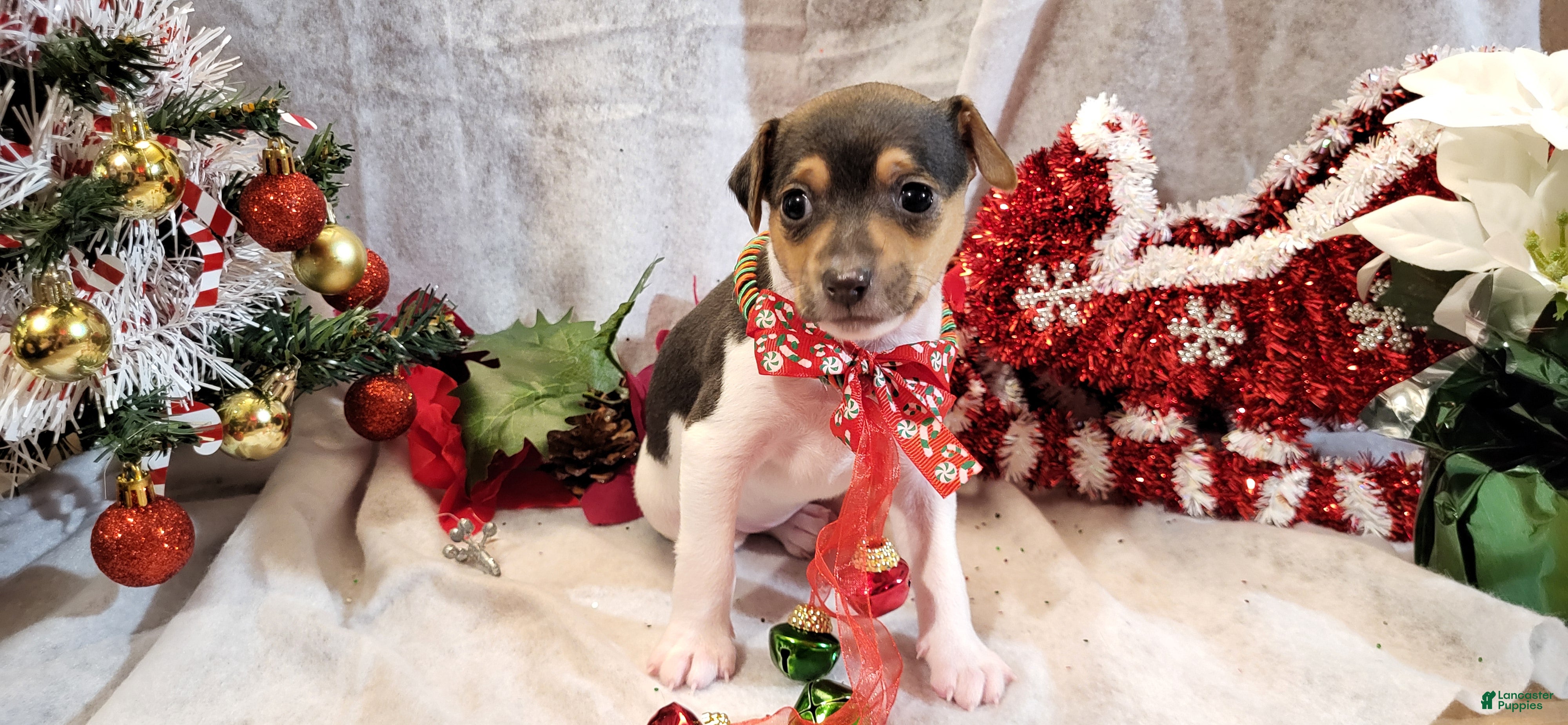 Rat Terrier dogs Molly *updated photos* - Ad 15