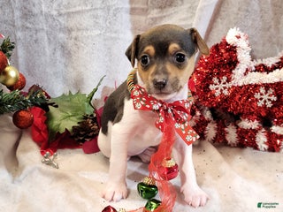 Rat Terrier dogs Molly - Ad 18