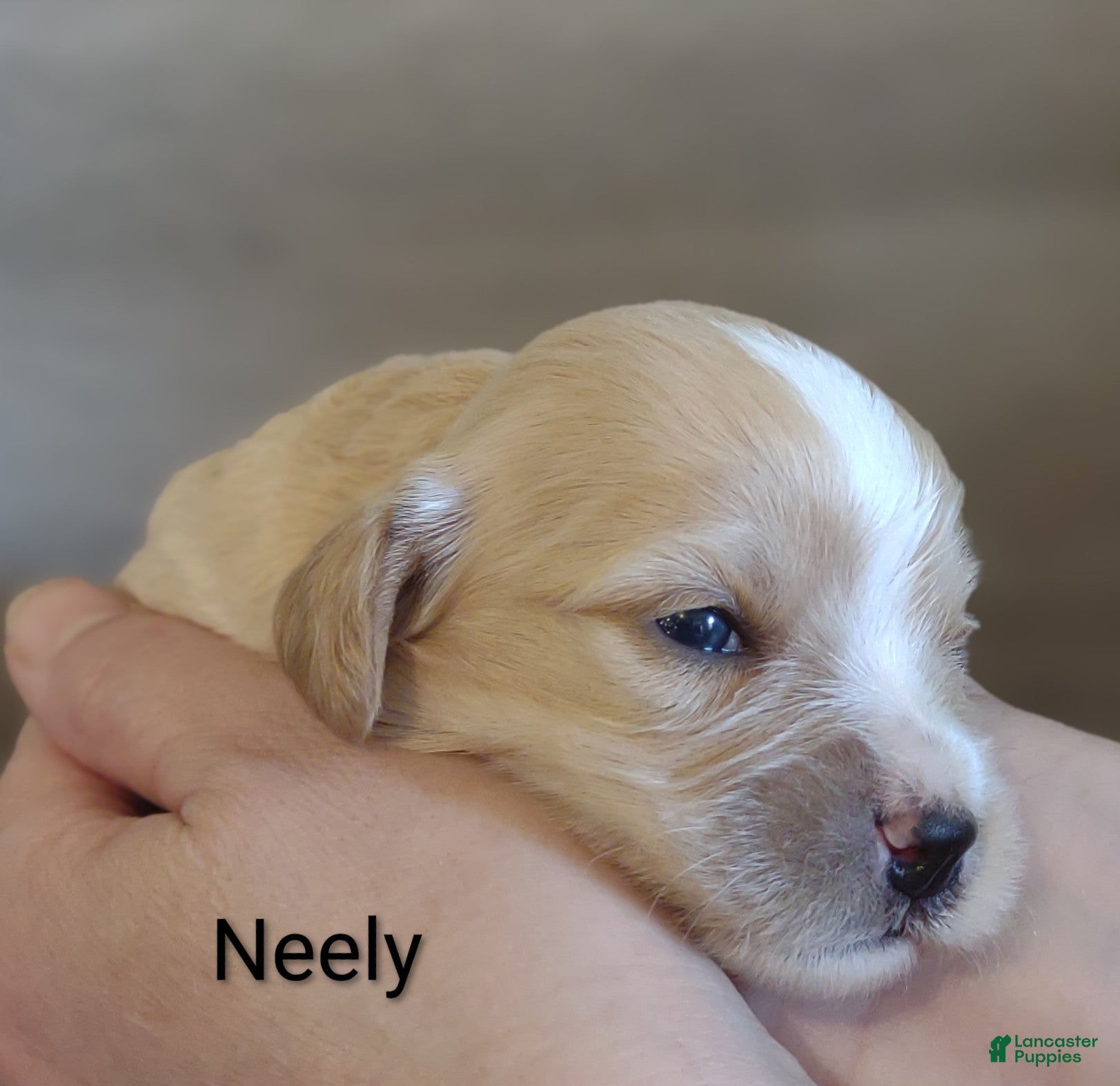 Cavachon dogs Cavachon Puppy 2 Neely  - Ad 1