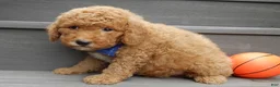 Mini Goldendoodle dogs for sale: Sammy - Ad 4