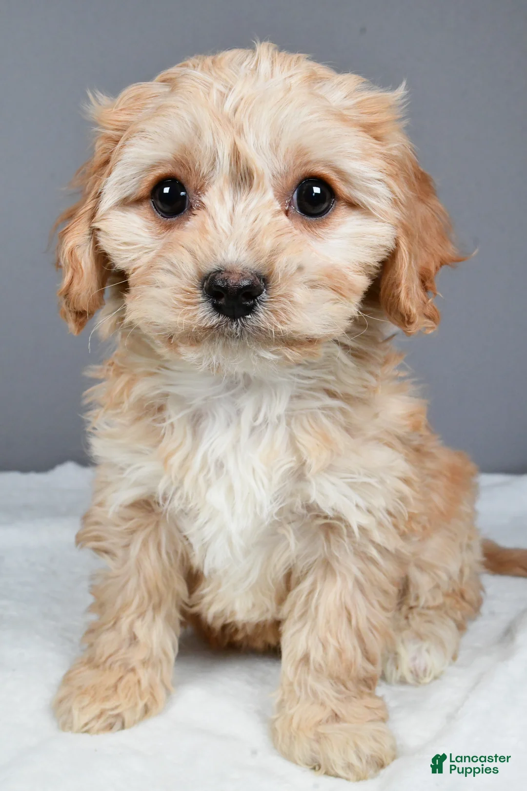 Cavachon dogs for sale: Robin - Ad 7