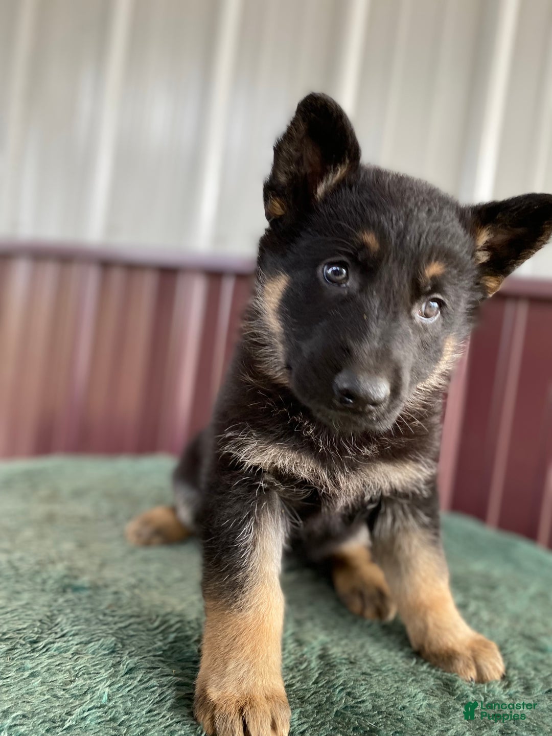 German Shepherd dogs for sale: German Shepherd Puppy 8 Molly - Ad 2