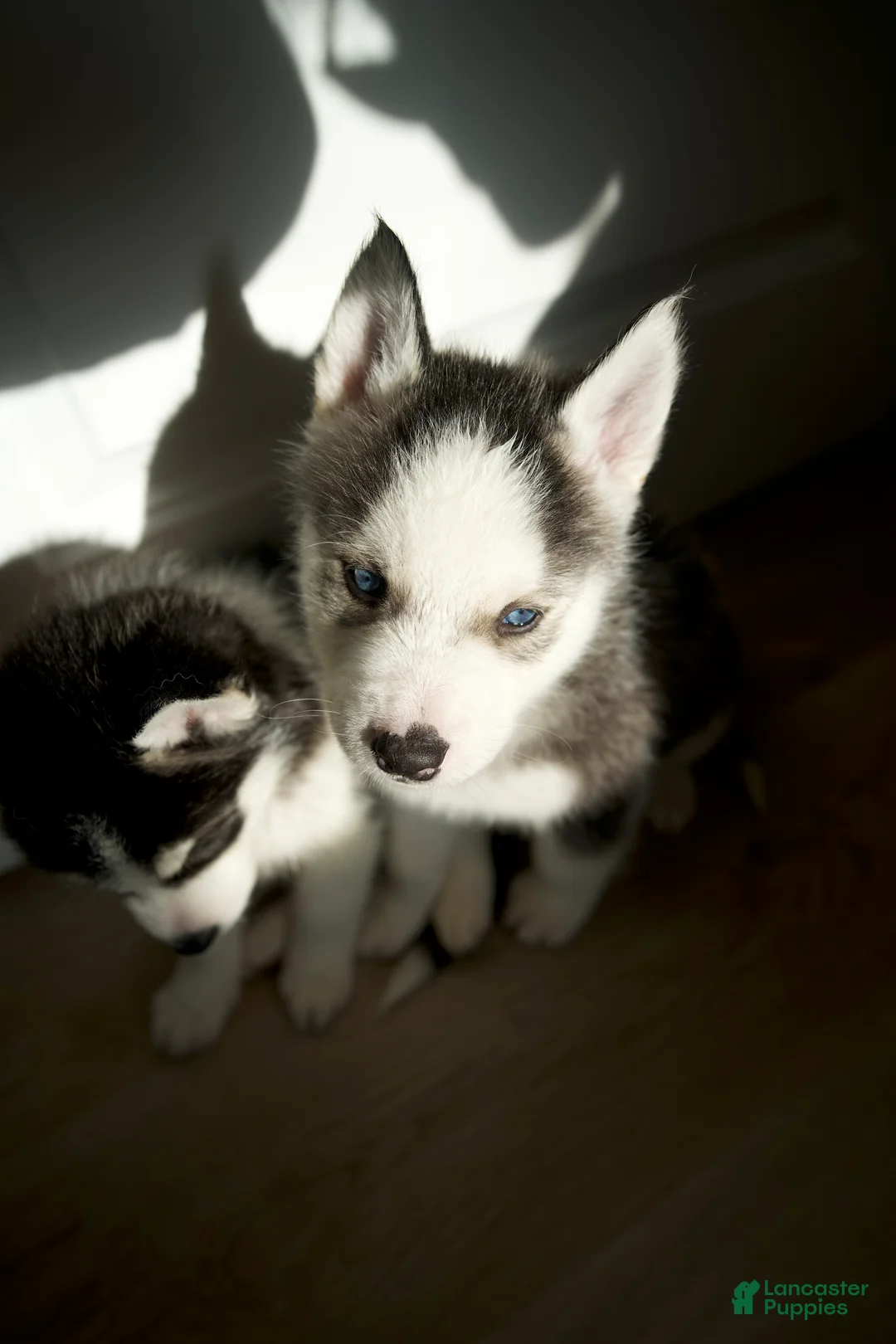 Mixed Breed dogs for sale: Koda - Ad 2