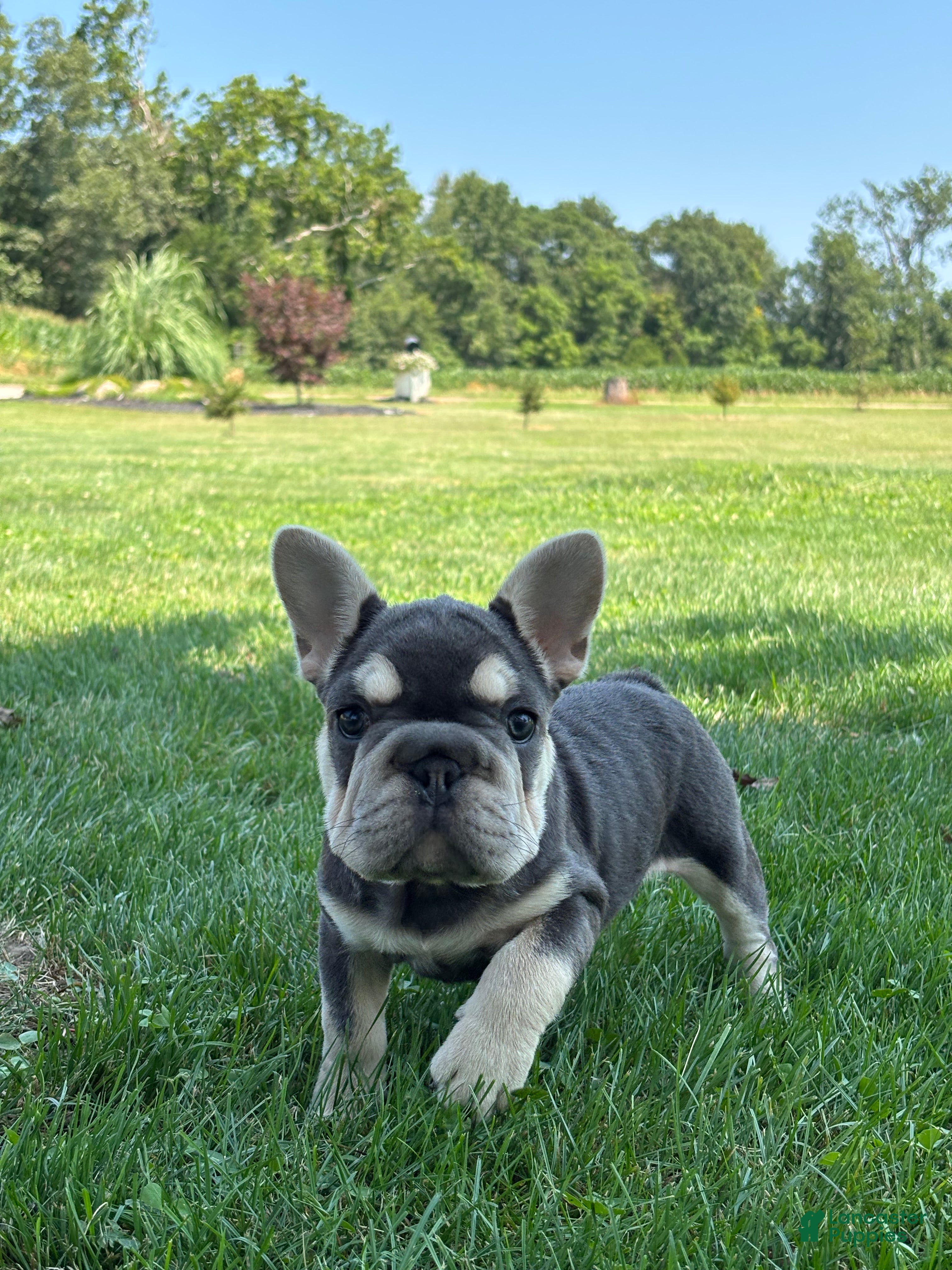 French Bulldog dogs Madeline - Ad 2