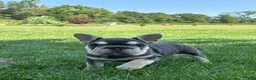 French Bulldog dogs for sale: Madeline - Ad 2