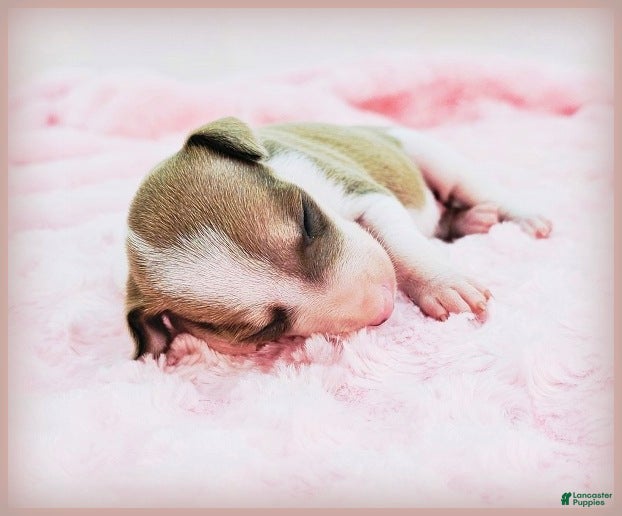 Italian Greyhound dogs Sunny - Ad 1