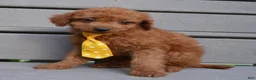 Mini Goldendoodle dogs for sale: Mini Gordon - Ad 5