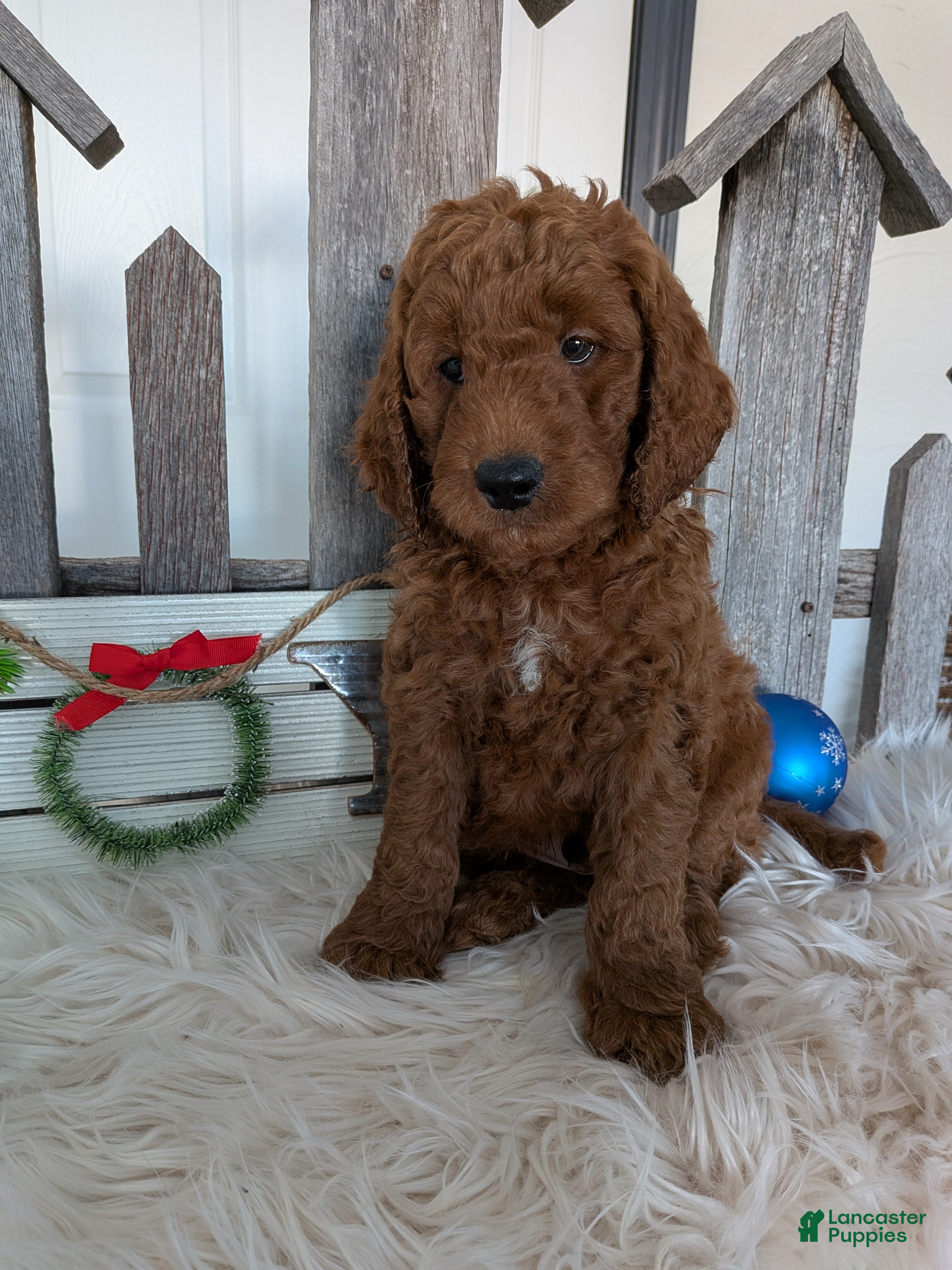 Goldendoodle dogs Prince  - Ad 4