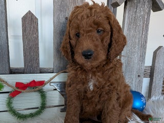 Goldendoodle dogs Prince - Ad 4