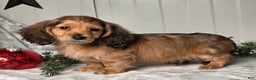 Miniature Dachshund dogs for sale: Shannon - Ad 9